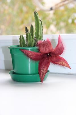 Прикрепленное изображение: IMG_6812.JPG